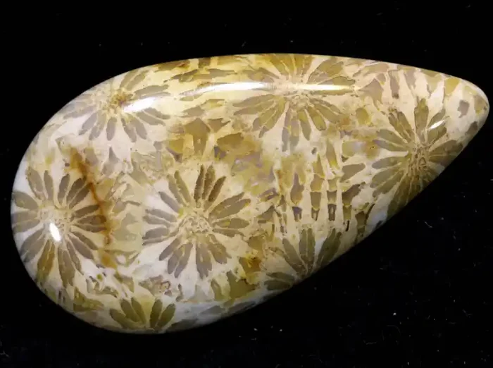29.25 CTS CORAL INDONESIA TBG-341