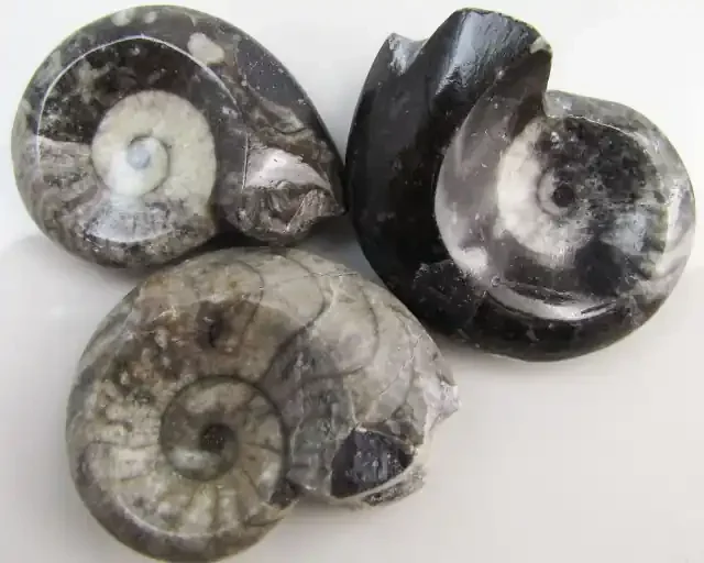 290CTS 3 X MOROCAN AMMONITE (Goniatities) GG1983