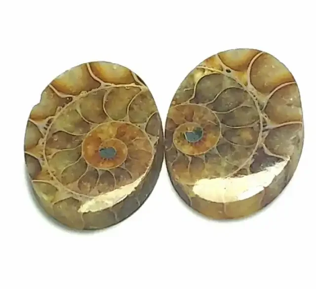 29mm Pair of oval Ammonite
