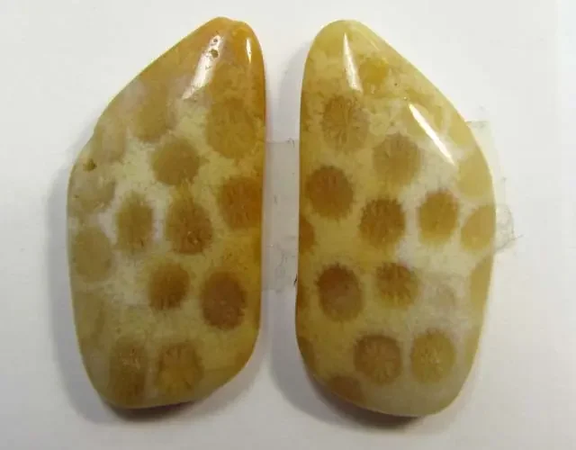 3.6 g ONE PAIR NATURAL CORAL FOSSIL STONES MS1084