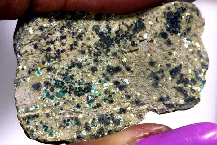 30 CTS BLUEBOY VARISCITE CLAM PSEUDOMORPH TBG-3389