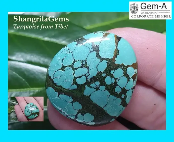 30mm 51ct Tibetan turquoise cabochon spiders web markings free form 30 by 2