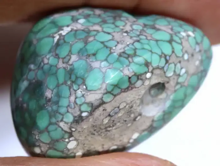32.50CTS BLUEBOY VARISCITE CLAM PSEUDOMORPH DRILLED TBG-3511