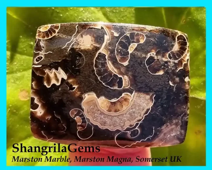 32mm MARSTON MARBLE freeform drop pear cabochon 32 by 28 by 5mm 46ct