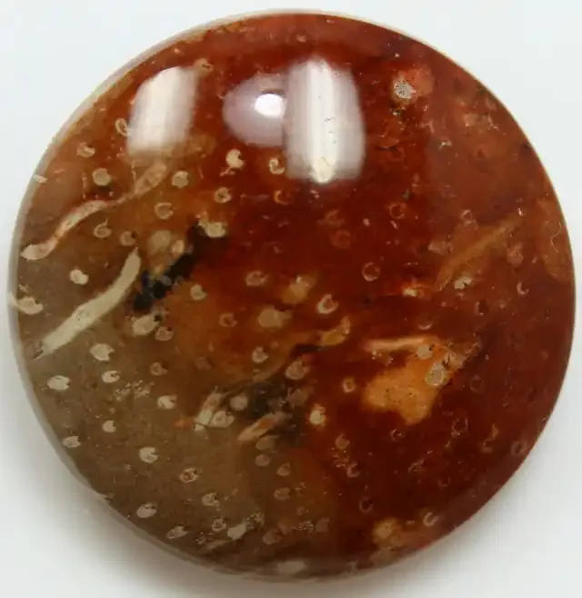33.60 CTS MULTI COLOR INDONESIAN FOSSIL CABOCHON STONE