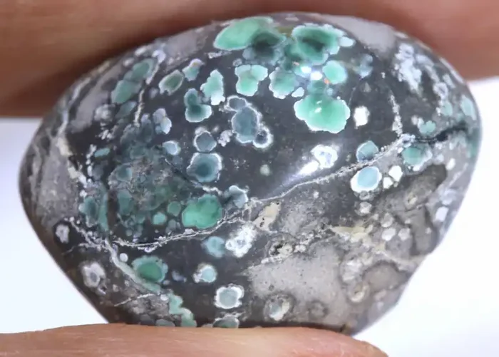 33.60CTS BLUEBOY VARISCITE CLAM PSEUDOMORPH DRILLED TBG-3512