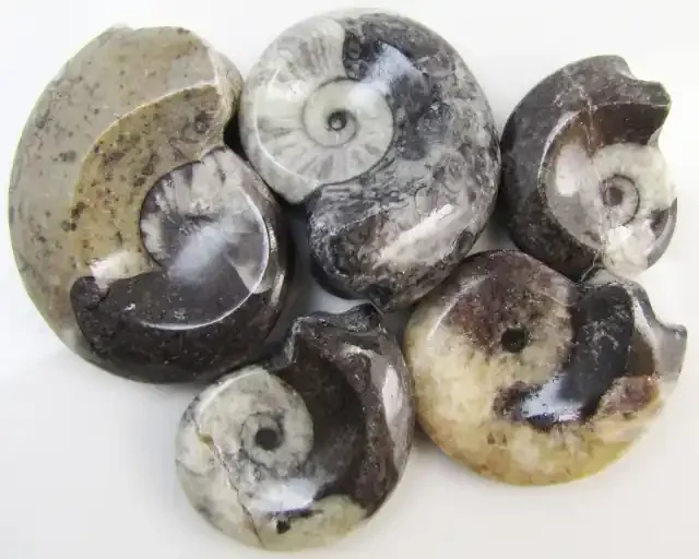 330CTS 5 X MOROCAN AMMONITE (Goniatities) GG1993