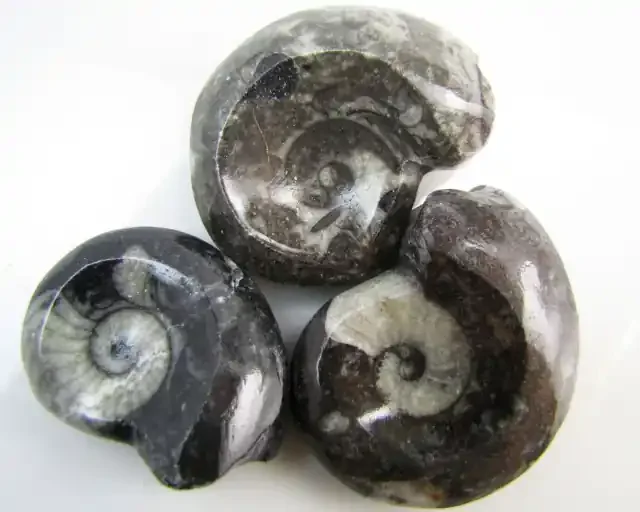 350CTS 3 X MOROCAN AMMONITE (Goniatities) GG1994