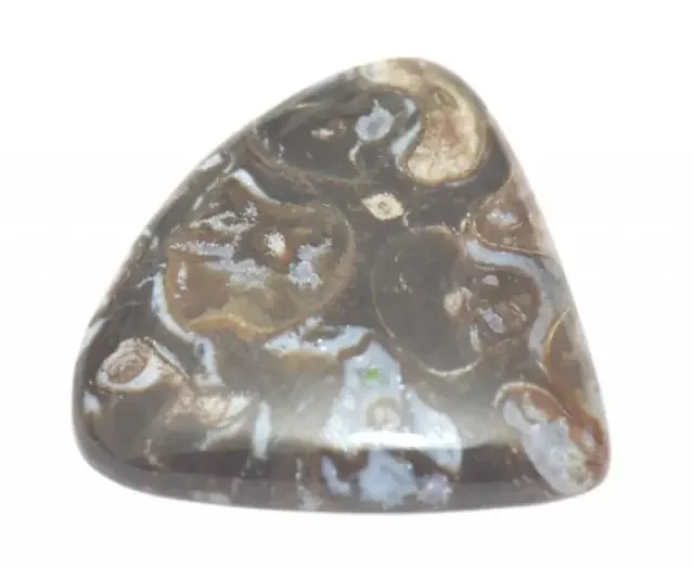 35mm AAA Colus Fossil agate cabochon brown and blue