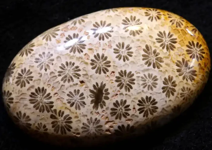36.4 CTS CORAL INDONESIA TBG-587
