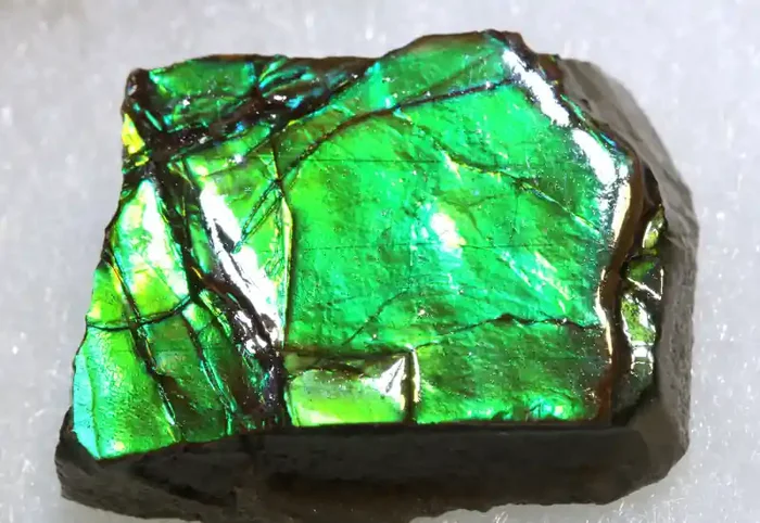37 CTS AMMOLITE SHELL FOSSIL SPECIMEN RG-5536