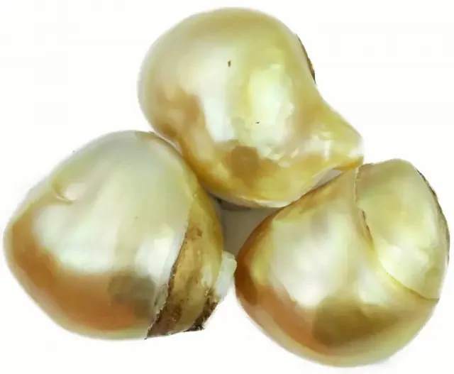 37 Cts Golden Freeform Shape Natural 3 Pearls PPP934
