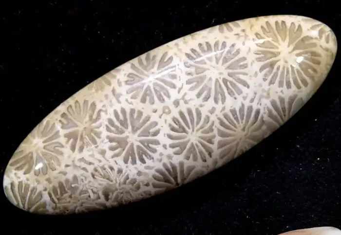 39.45 CTS CORAL INDONESIA TBG-344