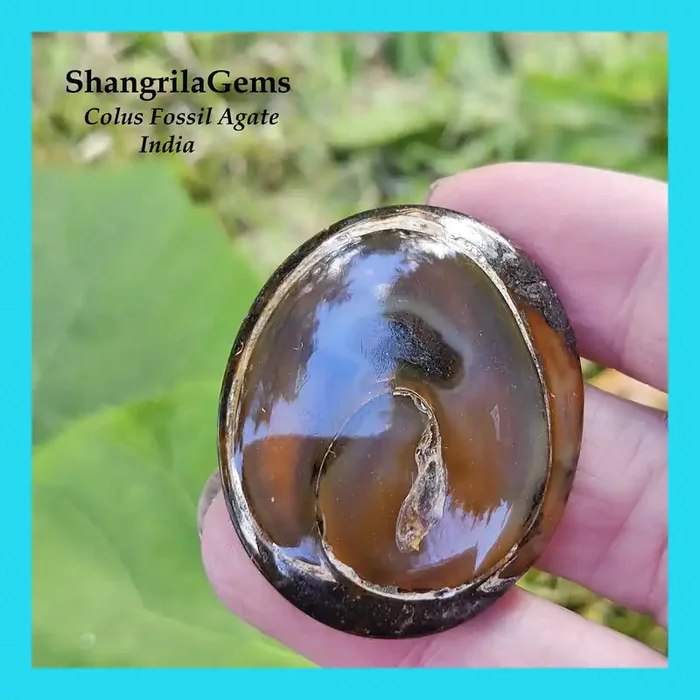 39mm Colus Fossil Agate oval cabochon 53ct 39 by 32 by 5.5mm