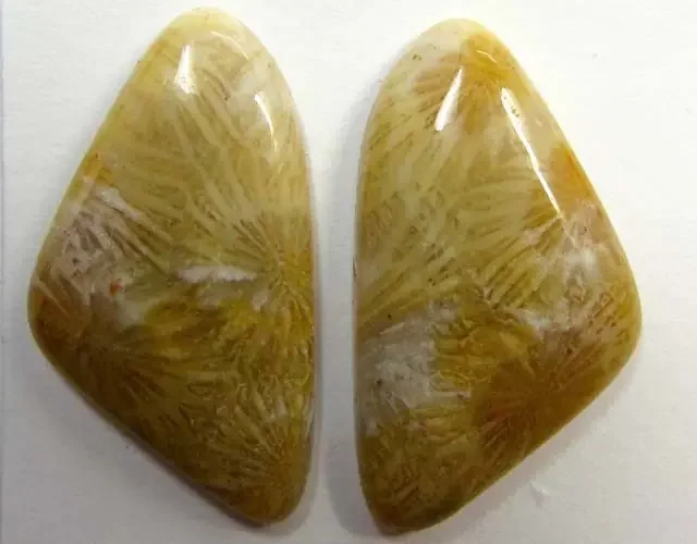 4.5 g ONE PAIR NATURAL CORAL FOSSIL STONES MS 1076