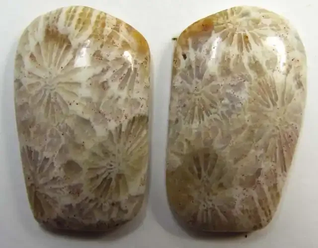 4 g ONE PAIR NATURAL CORAL FOSSIL STONES MS1085