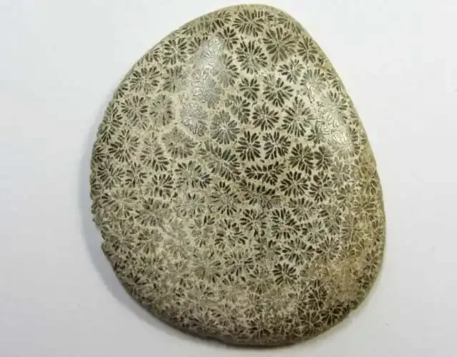 44.35 CTS ONE NATURAL CORAL FOSSIL STONE MS1116