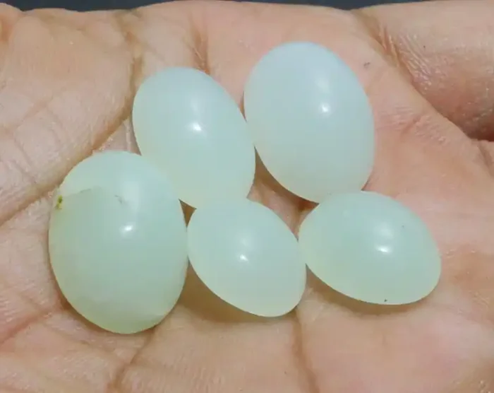 47.80 CRT 5 PCS NATURAL INDONESIAN CHRYSOPRASE PARCEL GOOD QUALITY-i24-