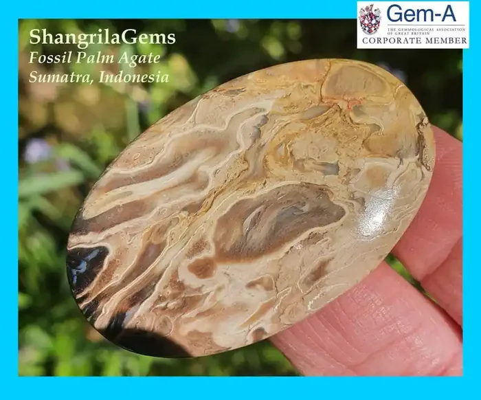48mm Petrified Palm root oval cabochon from Indonesia 49.8ct 48 by 30 by 4m