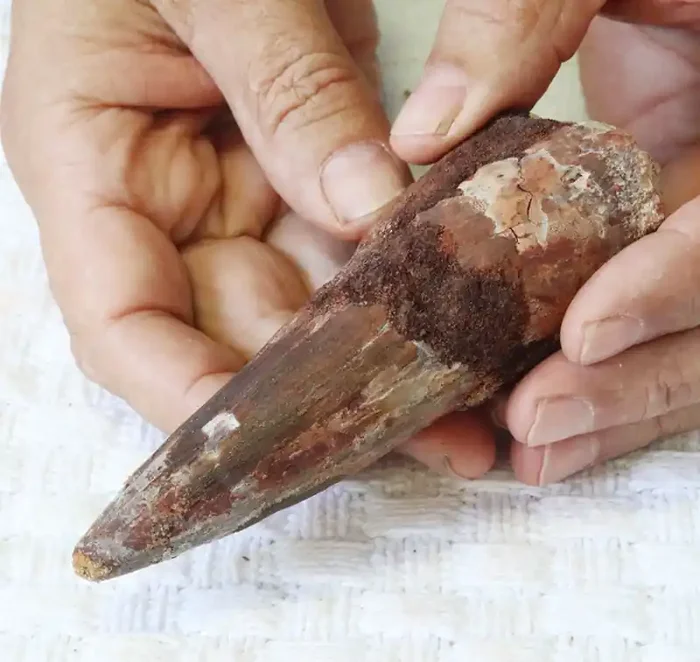 5 Inch Massive Dinosaur Tooth From a Spinosaurus aegyptiacus Su 316