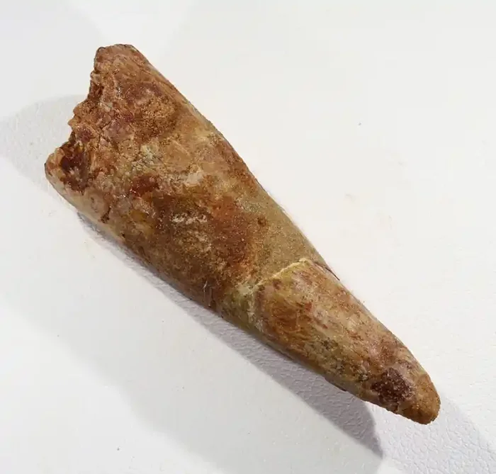50.90Cts Fossil Tooth From a Spinosaurus Dinosaur Morocco SU371