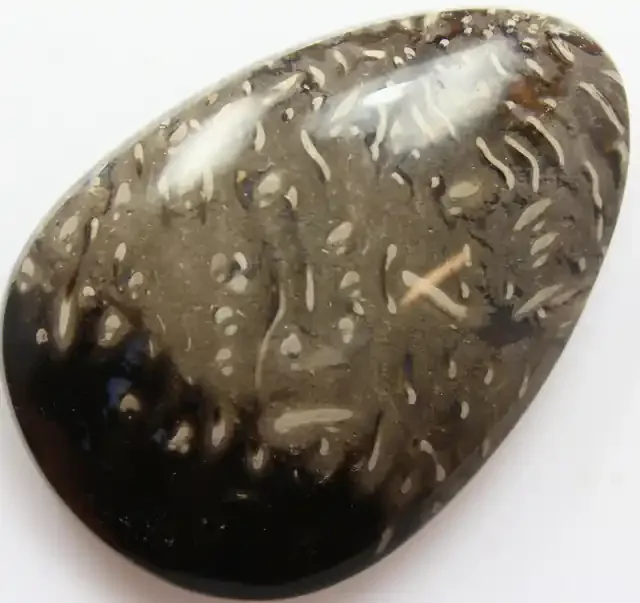 52.25 CTS MULTI COLOR INDONESIAN FOSSIL CABOCHON STONE