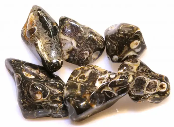 53 CTS TURRITELLA 6 STONES NICE PATTERN NP-664