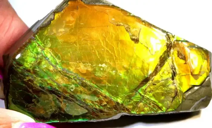 575.65-CTS AMMOLITE SPECIMEN RG-2929