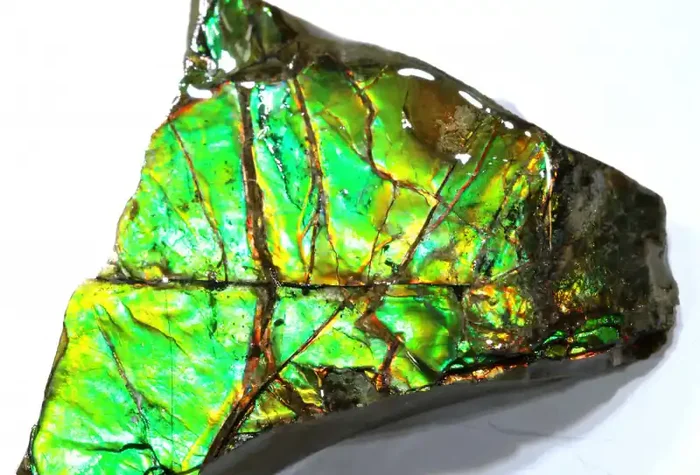 58.95CTS AMMOLITE SHELL FOSSIL SPECIMEN RG-5529