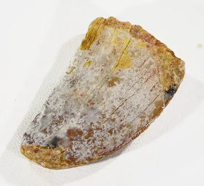 62.10cts Dinosaur Carcharodontosaurus Tooth SU391
