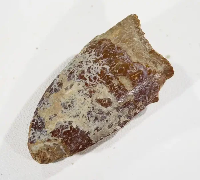 62.20cts Dinosaur Carcharodontosaurus Tooth SU323