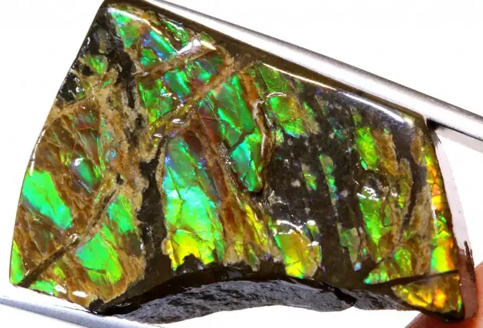 65.45 CTS AMMOLITE SPECIMEN RG-5498