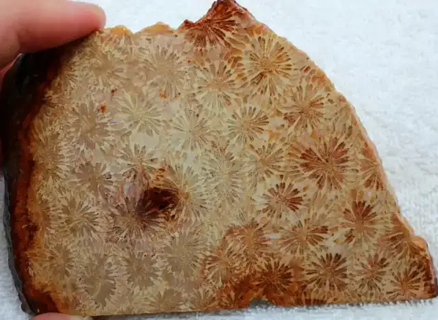 650 CTS – CORAL SLAB READY FOR CABBING STONE