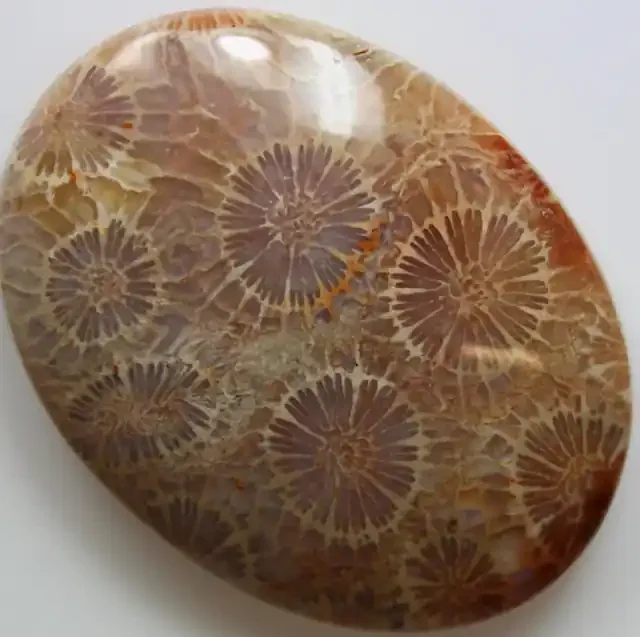 66.05 CTS INDONESIAN FOSSIL CORAL CABOCHON STONE