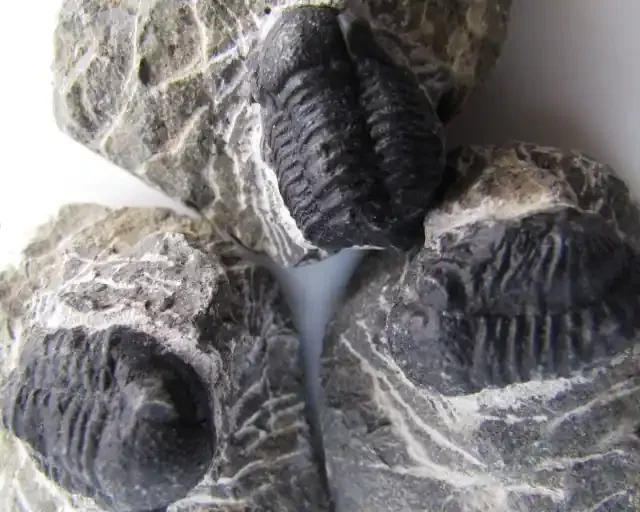 665 CTS PARCEL 3 CALYMENE TRILOBITE ON BEDROCK GG 2231