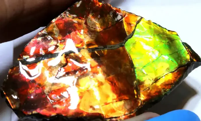 67.60CTS AMMOLITE SHELL FOSSIL SPECIMEN RG-5520