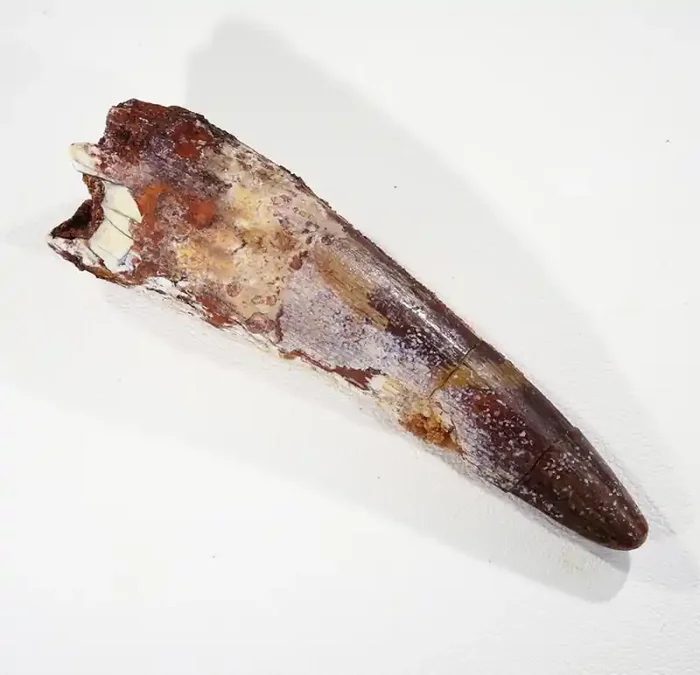 68.40Cts Fossil Tooth From a Spinosaurus Dinosaur Morocco SU360