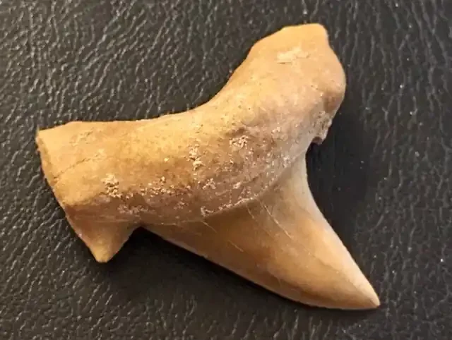 70 cts Megalodon Shark Tooth from morocco WS 439
