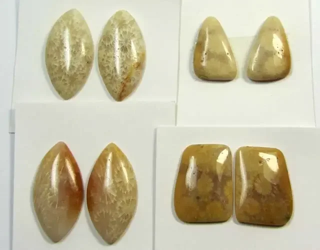70 CTS PAIRS NATURAL CORAL FOSSIL STONES MS1042