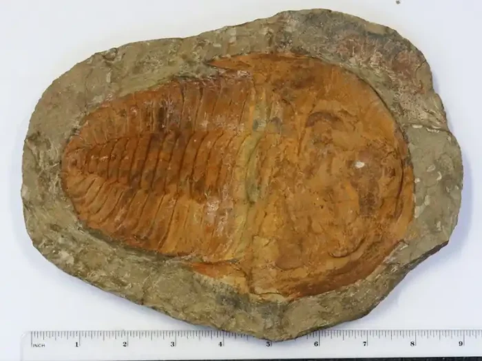 7120cts Cambrian Trilobite on matrix from Morocco