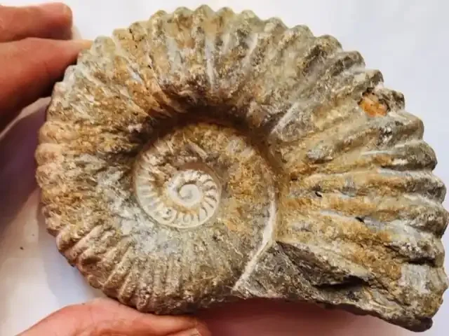 .72 Kilo Ammonites Chelinoceros from Morocco SU 241