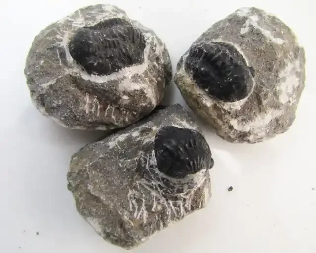 730 CTS PARCEL 3 CALYMENE TRILOBITE ON BEDROCK GG 2243