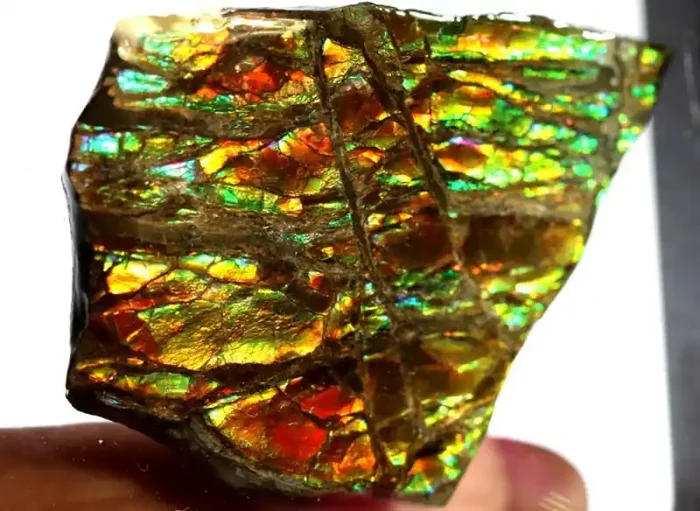 77.25-CTS AMMOLITE SPECIMEN RG-2893