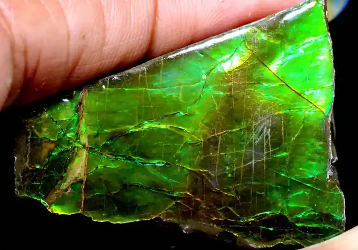 81.30CTS AMMOLITE SHELL FOSSIL SPECIMEN RG-5516