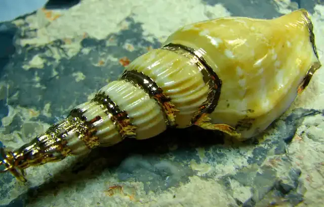 — UNIQUE NATURAL SHELL PENDANT WITH GOLD PAINT —