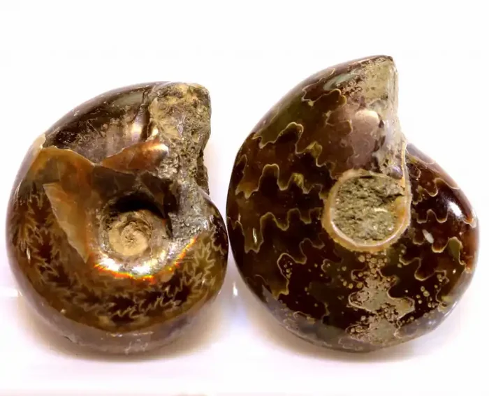 82CTS AMMONITE AMAZING FERN PRINT PATTERN ADG-438