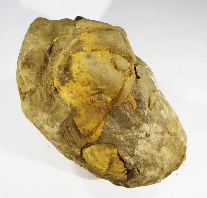 850cts Morroco parcel Tribolite, SU407