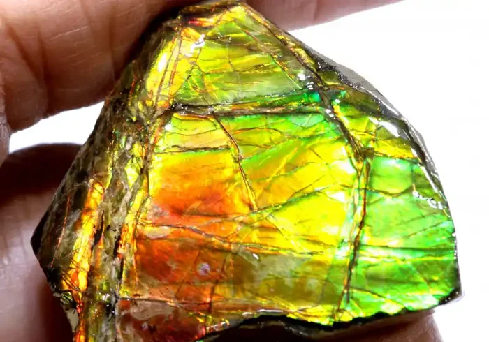 88.35CTS AMMOLITE SHELL FOSSIL SPECIMEN RG-5527