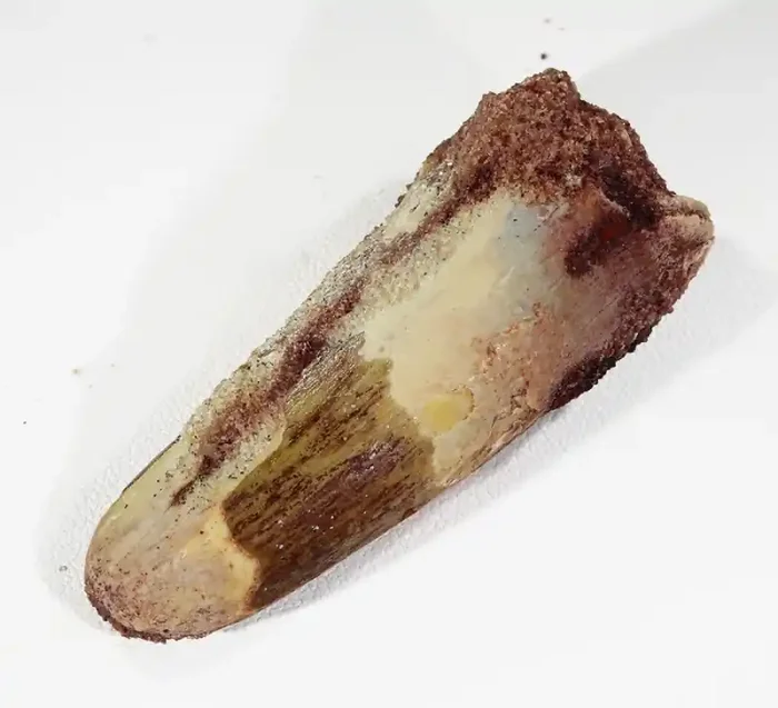 89Cts Fossil Tooth From a Spinosaurus Dinosaur Morocco SU355