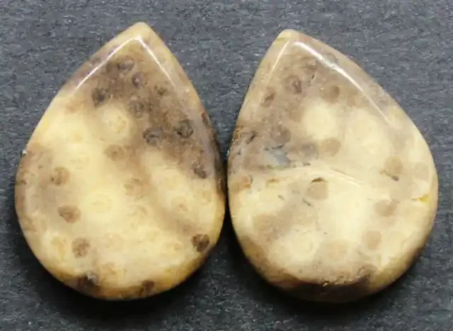 9.40 CTS FOSSIL PALM WOOD PAIR OF STONES